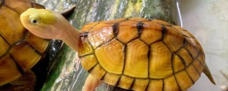 小青龟多大开始发色