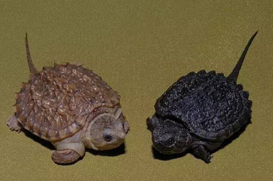 小鳄龟怎么分辨公母