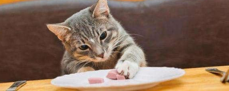 猫可以吃鸡肝吗，煮熟的