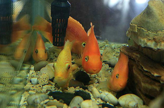 红宝石鱼可以和什么鱼一起养