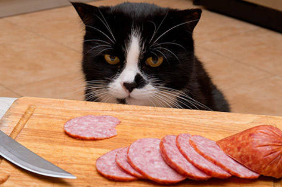 猫咪能吃生肉吗