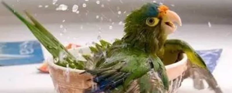 鹦鹉能洗澡吗