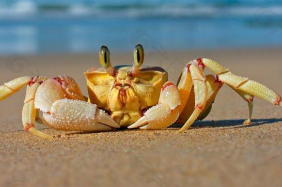螃蟹清水能养几天