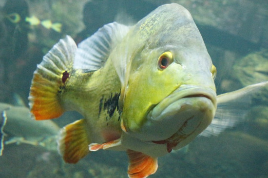 鱼缸氧气太大鱼有害处吗