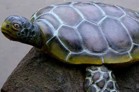 乌龟冬眠能不能一直在水里