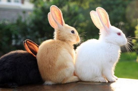 兔子一年可以繁殖几次