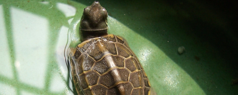 中华草龟怎么分公母
