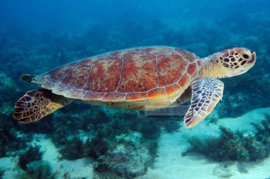 海龟寿命一般有多少年
