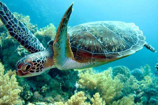 海龟寿命一般有多少年