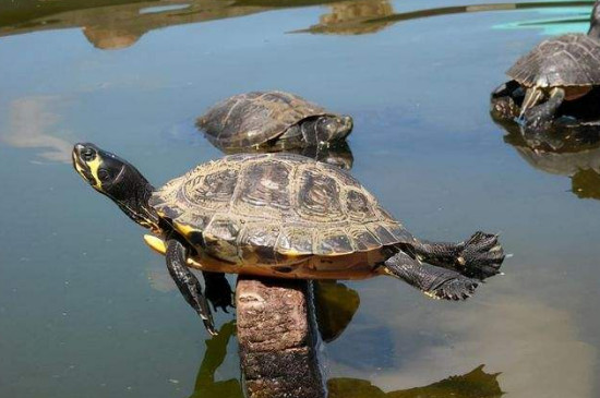 乌龟能不能长期在水里
