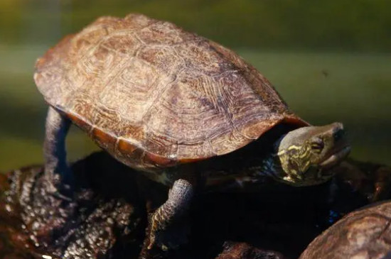 乌龟能用自来水养吗