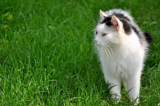 猫咪耳朵烫怎么回事