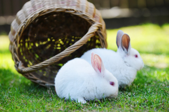 兔子如何区分公母
