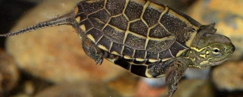 乌龟呛水干养多久