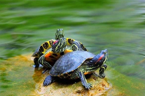 乌龟呛水干养多久