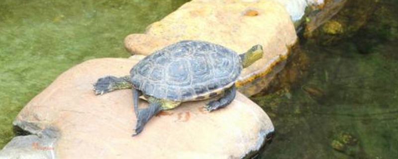 乌龟生活在陆地还是水里