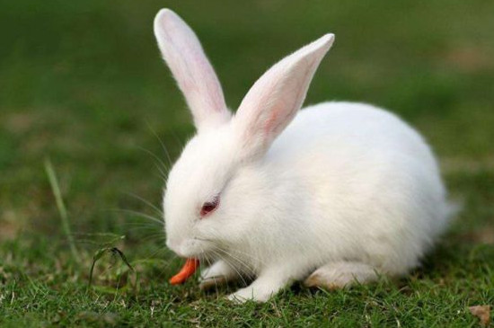 兔子怎么分公母