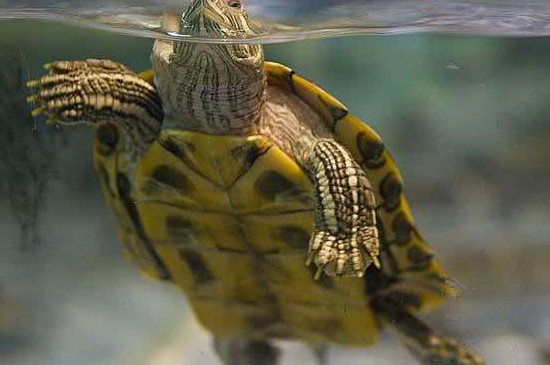 怎么分辨深水龟和浅水龟