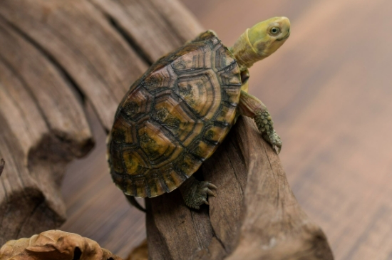 乌龟会长大吗