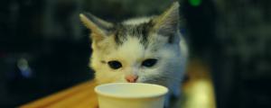 小猫可以喝舒化奶吗