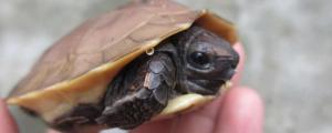乌龟头上长黑斑是怎么原因
