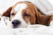 狗狗肚子有虫的症状，食欲减退经常腹泻还会呕吐黄水