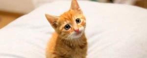 为什么小橘猫很瘦