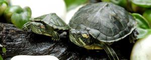巴西龟的寿命是多少年