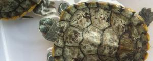 巴西龟可以和什么龟混养