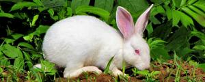 兔子能吃玉米粒吗