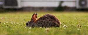 兔子能晒太阳吗?