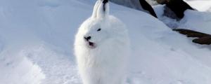 北极兔可以当宠物养吗