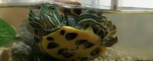小乌龟的生活特点及外形