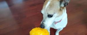 狗狗能吃芒果不