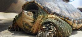 鳄龟是深水龟还是浅水龟?