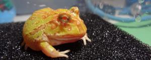 角蛙好养吗