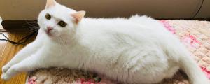 猫大便有白色粘稠物