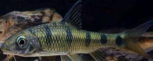 小溪石斑鱼吃什么食物