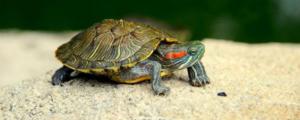 家养乌龟冬天用放水里吗