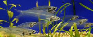 玻璃猫鱼可以和灯科鱼混养吗
