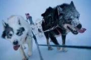 曾经的冰原之狼格陵兰犬，能生存与零下几十度的野外