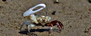 海螃蟹为什么养不活
