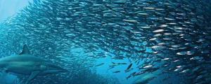沙丁鱼是群居动物吗