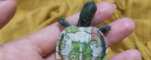 如何洗掉彩绘巴西龟