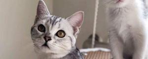 猫吐黄水黏白沫是猫瘟吗