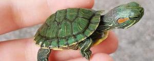 巴西龟用不用晒背灯