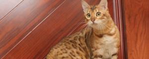 孟加拉豹猫能长多大