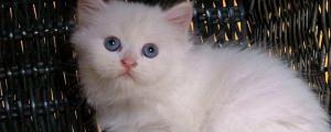 猫咪眼睛有白色粘稠物怎么回事