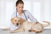 如何给狗狗视诊/听诊/叩诊，及时检测爱犬的异常