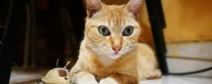 猫咪尿血能自愈吗